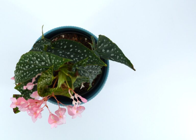 begonia care indoor