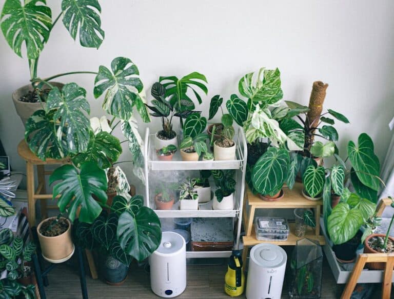 best plants for humidifiers