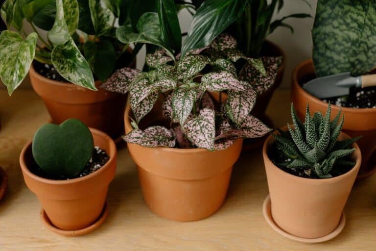best plants for beginners