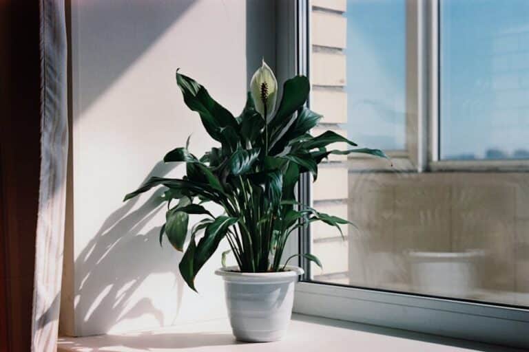peace lily light requirement