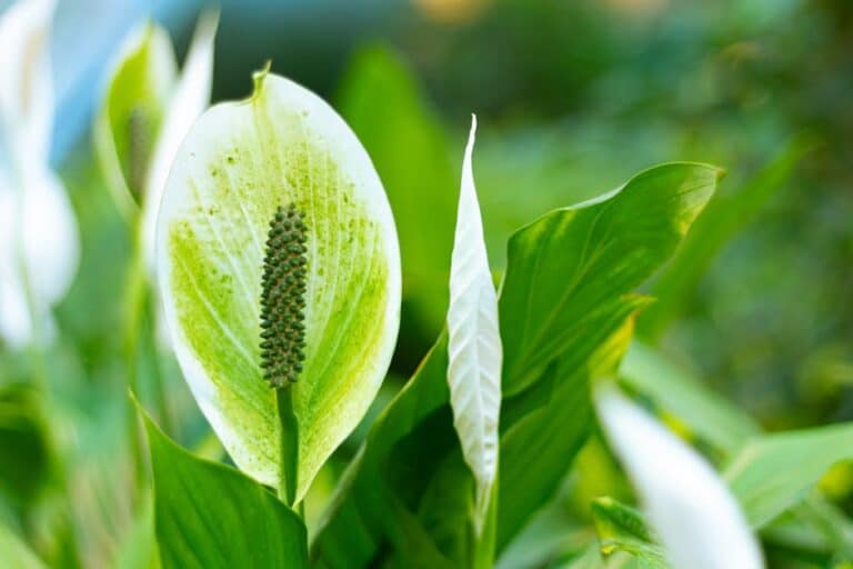 self watering peace lily
