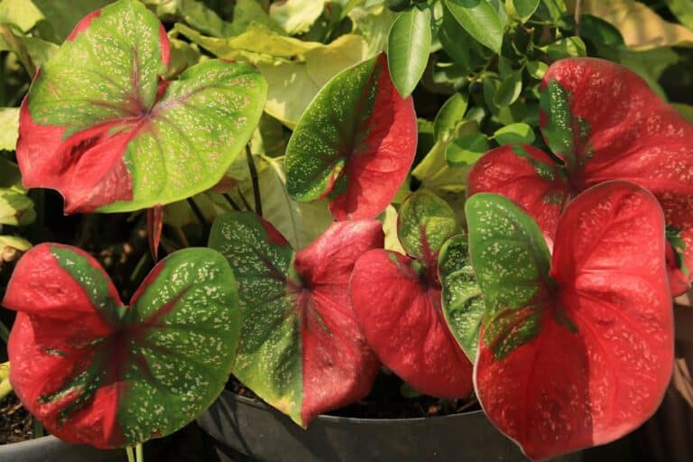 caladium bulb plant indoors