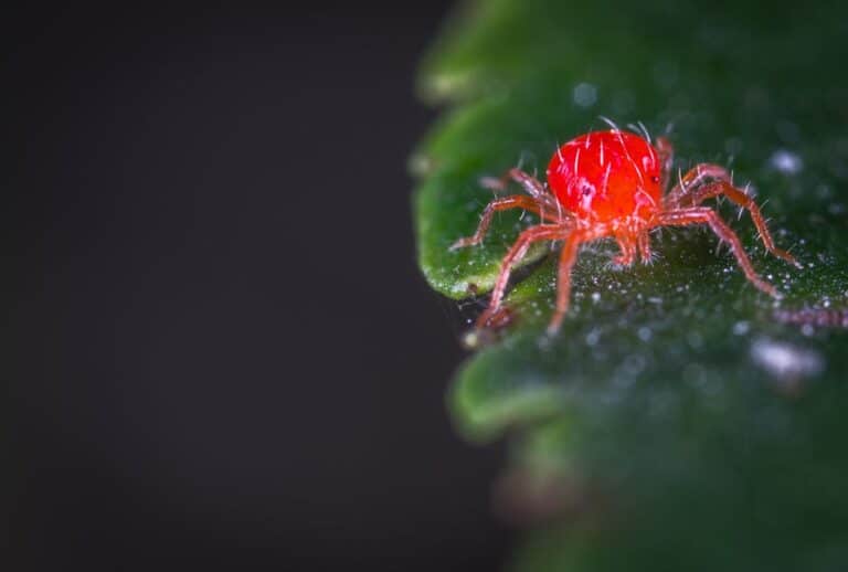 how to control spider mites on houseplants