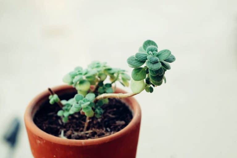 how to care for elephant bush