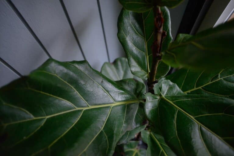 fiddle leaf fig delivery