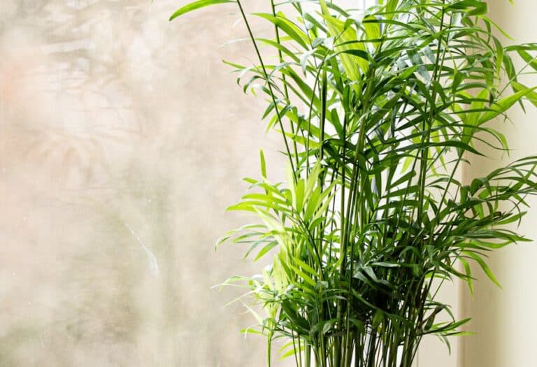 fertilizer for indoor palm plants