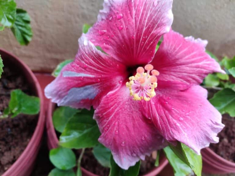 bringing hibiscus inside for winter