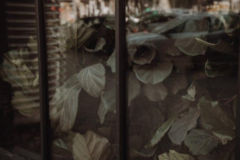 best light for fiddle leaf fig