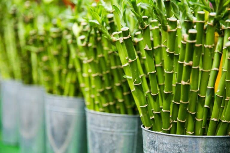 bamboo care in pots