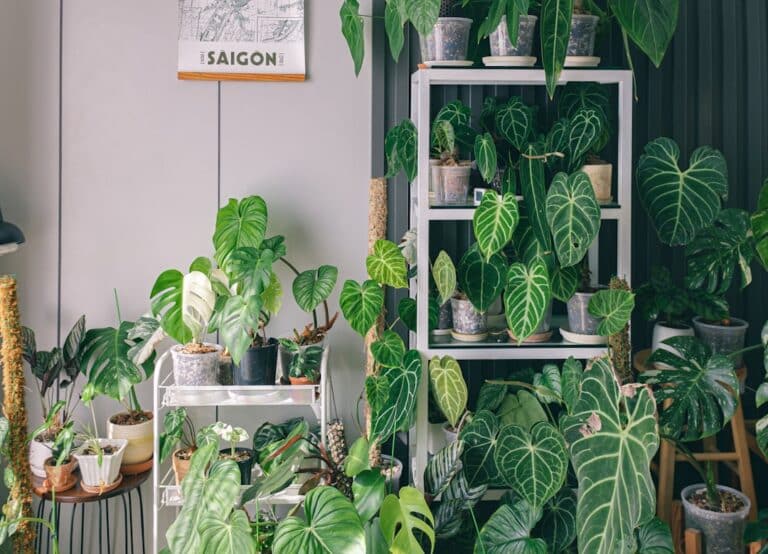 indoor plants for mental health