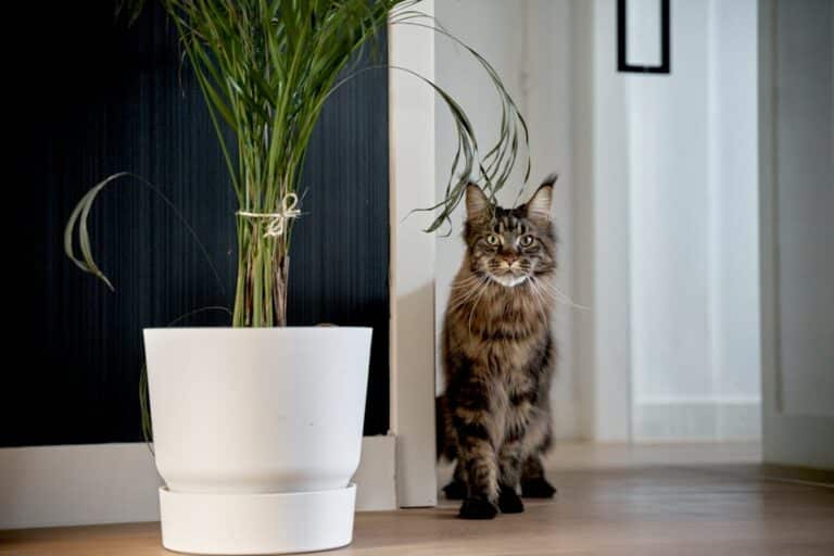 cat eating ponytail palm
