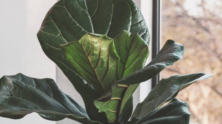 fiddle leaf fig care tips