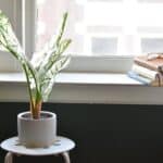 caladium care indoor