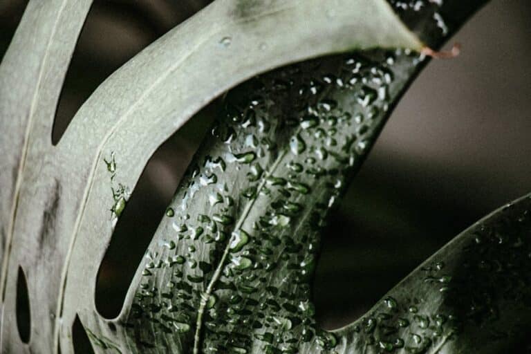 best humidity for indoor plants