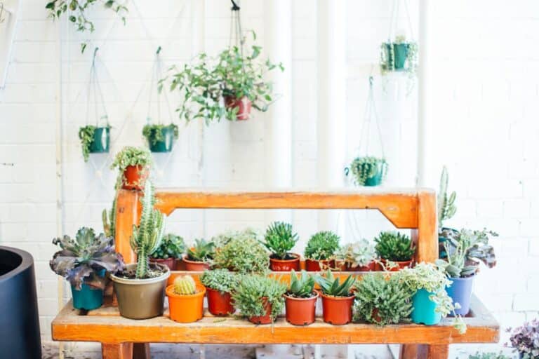 indoor plant arrangements ideas