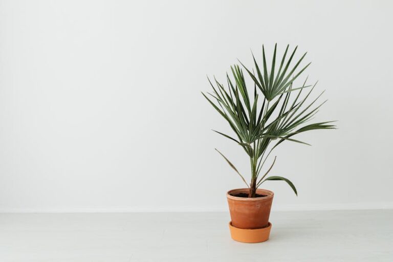 bamboo palm care indoor