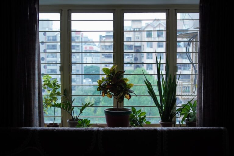 best house plants for apartments