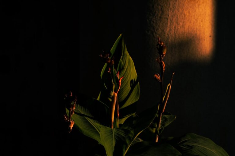 led grow light houseplants