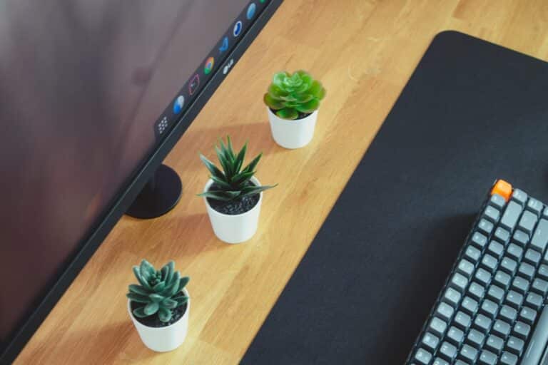 low maintenance desk plants