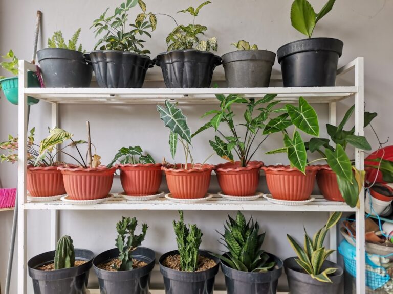 50 most common house plants with pictures
