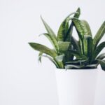 air cleaning plants for bedroom