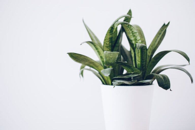 air cleaning plants for bedroom
