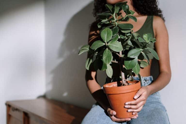 low maintenance plant schedule