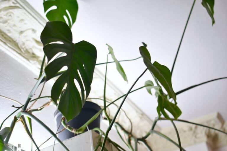 big house plants low maintenance