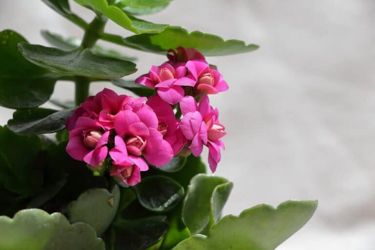 easy to care for flowering houseplants