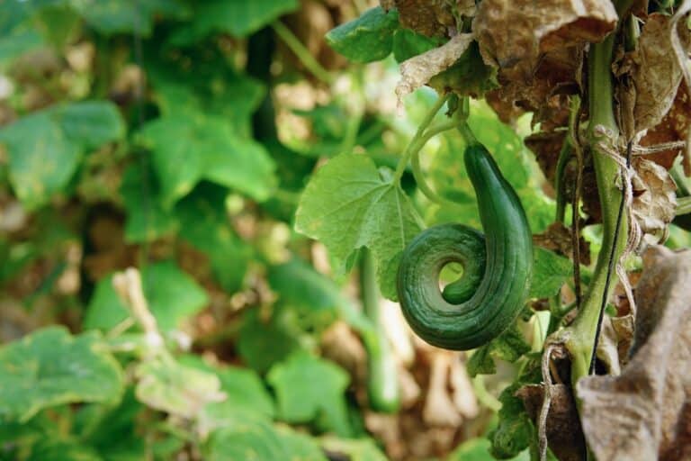 snake plant care instructions
