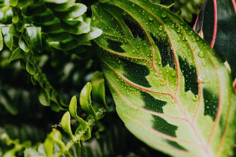 prayer plant watering needs