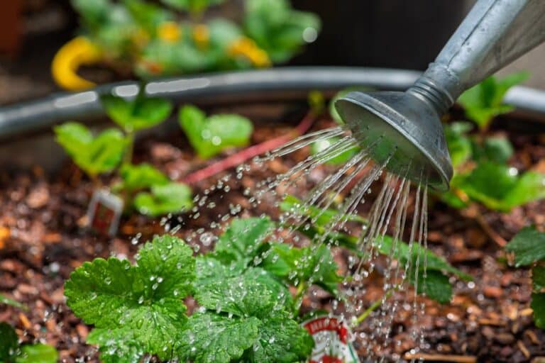 watering schedule for plants