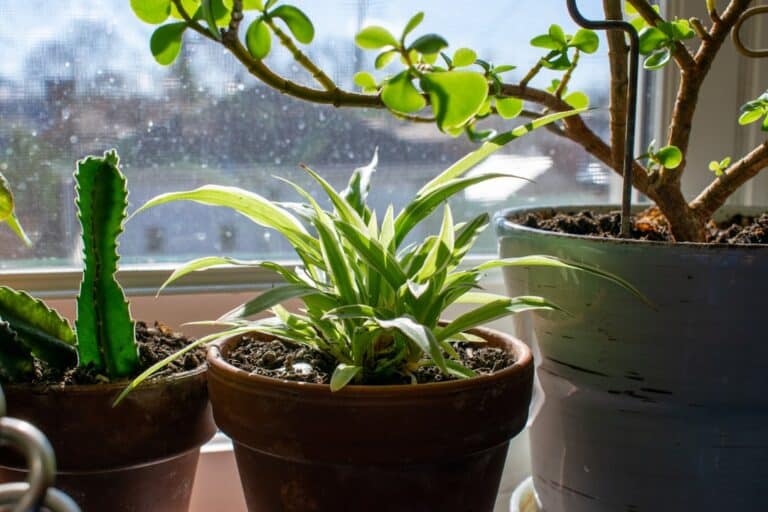 plant watering reminders