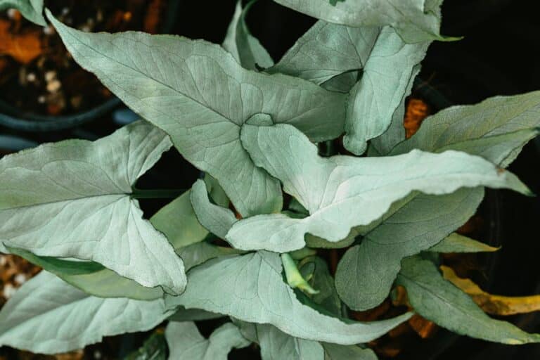 care for arrowhead plant