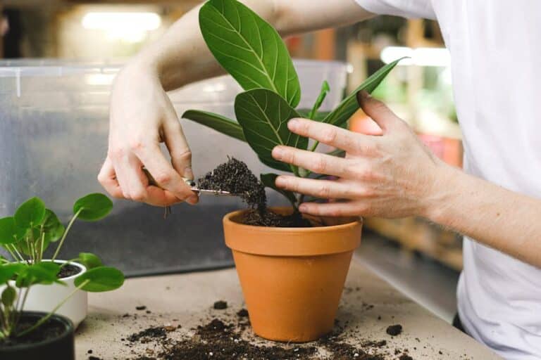 best soil for fiddle leaf fig tree