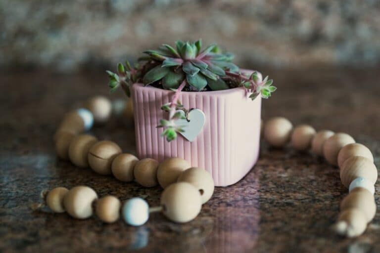 how to care for elephant bush succulent