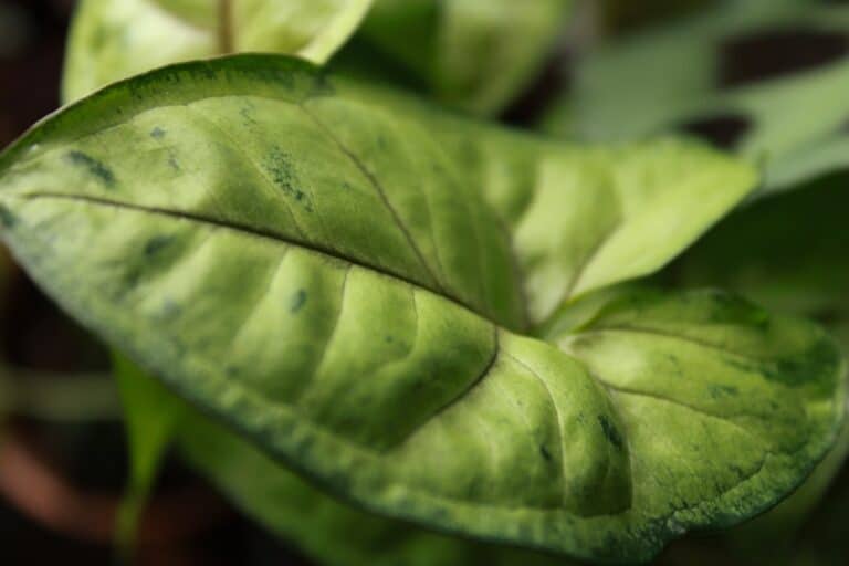arrowhead house plant