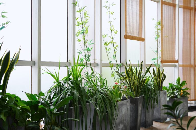 indoor air purifying plants