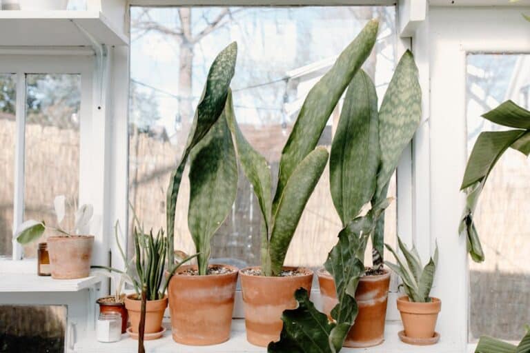 best plants purify air