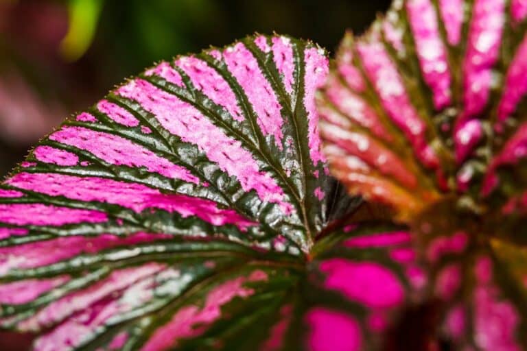 begonia rex care indoor