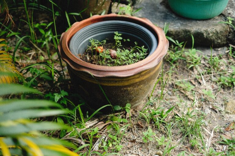 self watering pot for peace lily