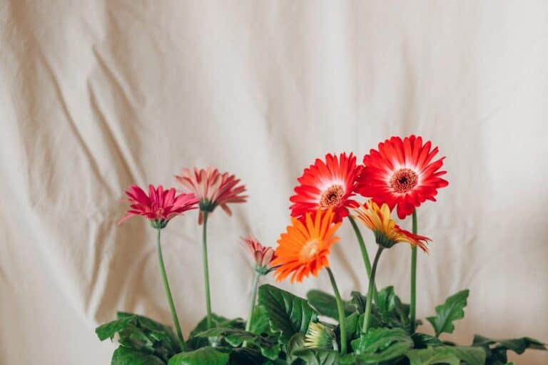 easy indoor flowering plants