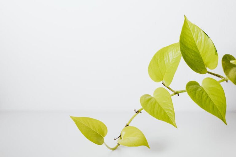 propagate pothos in water