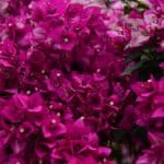 bougainvillea plant indoors