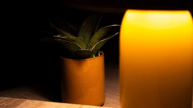 air purifying plants low light