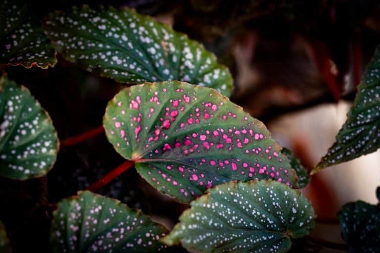 begonia maculata care indoor