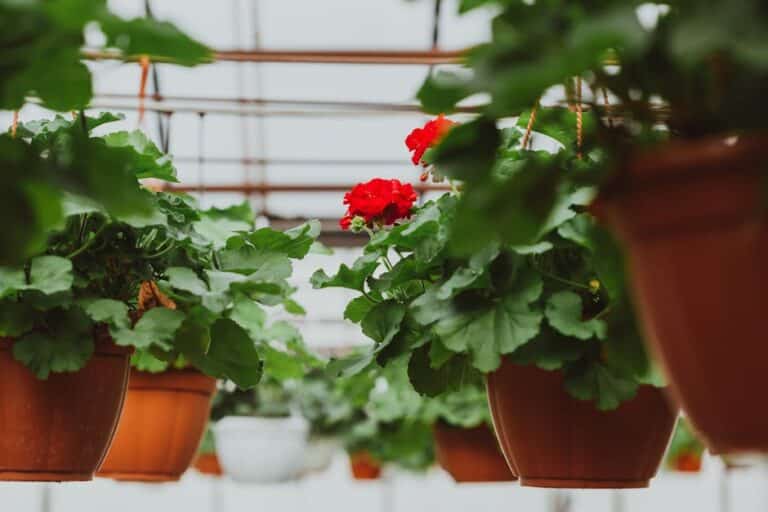 easy to care for flowering plants
