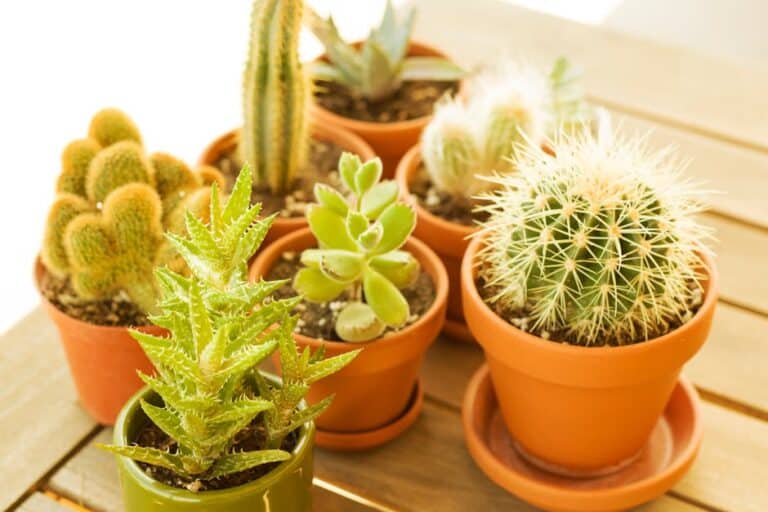 drought tolerant indoor plants