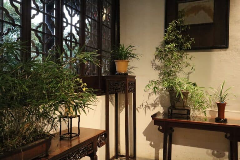 bamboo plant for indoors