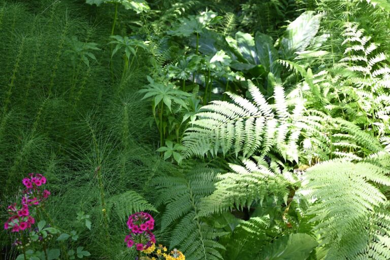 Shade loving plants